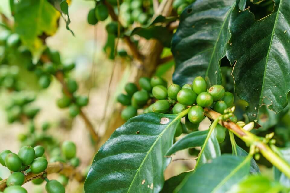 Kávovník arabský (Coffea arabica, canephora)