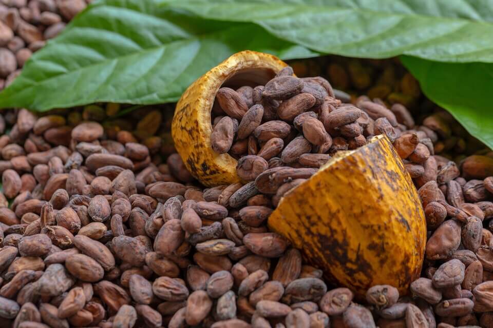 Bobule kakaovníku pravého (Theobroma cacao)