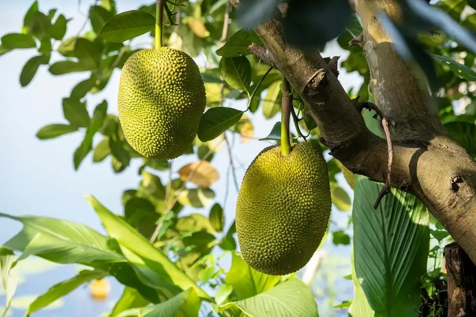 Jackfruit - chlebovník různolistý (Artocarpus heterophyllus)