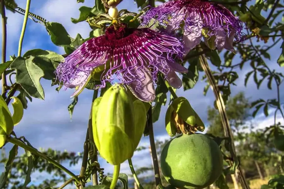 Mučenka pletní (Passiflora incarnata)
