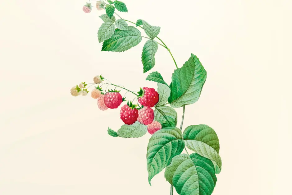 Maliník obecný (Rubus idaeus)