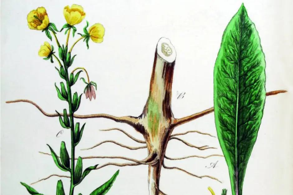Pupalky dvouleté (Oenothera biennis)