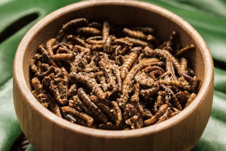 Jedlý hmyz potravina budoucnosti